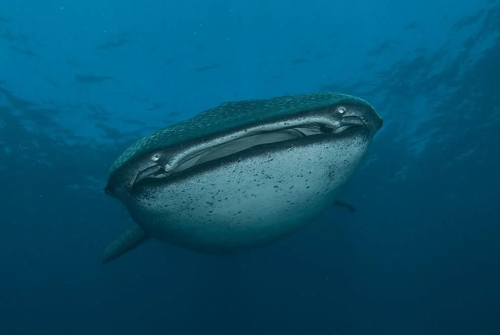 Diversity Scuba Tofo