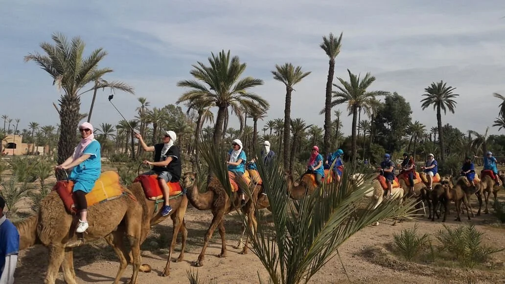 Chameau Marrakech
