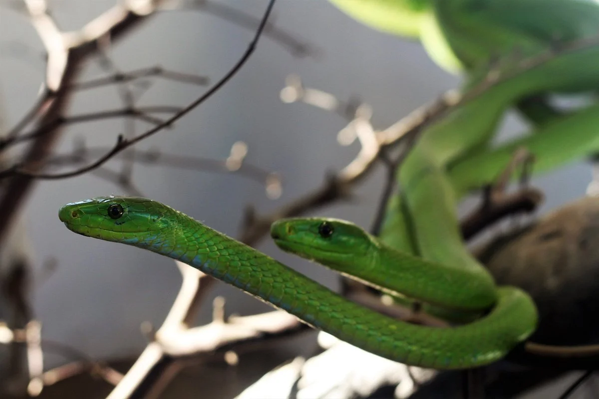 Victoria Falls Snake Park