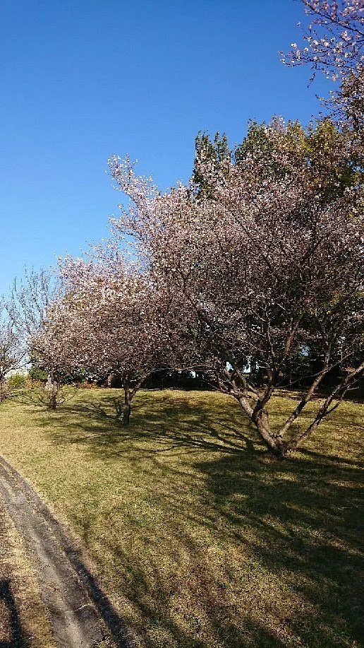 Aichi Fitness Forest Park