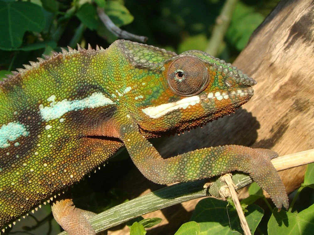 Dragon Rock Reptile Centre