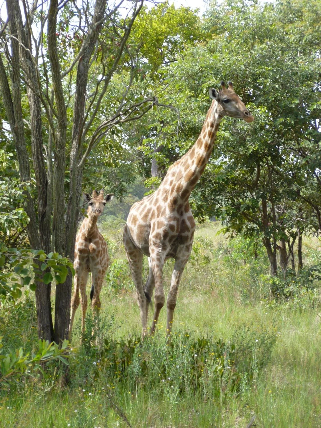 Lake Chivero Recreational Park