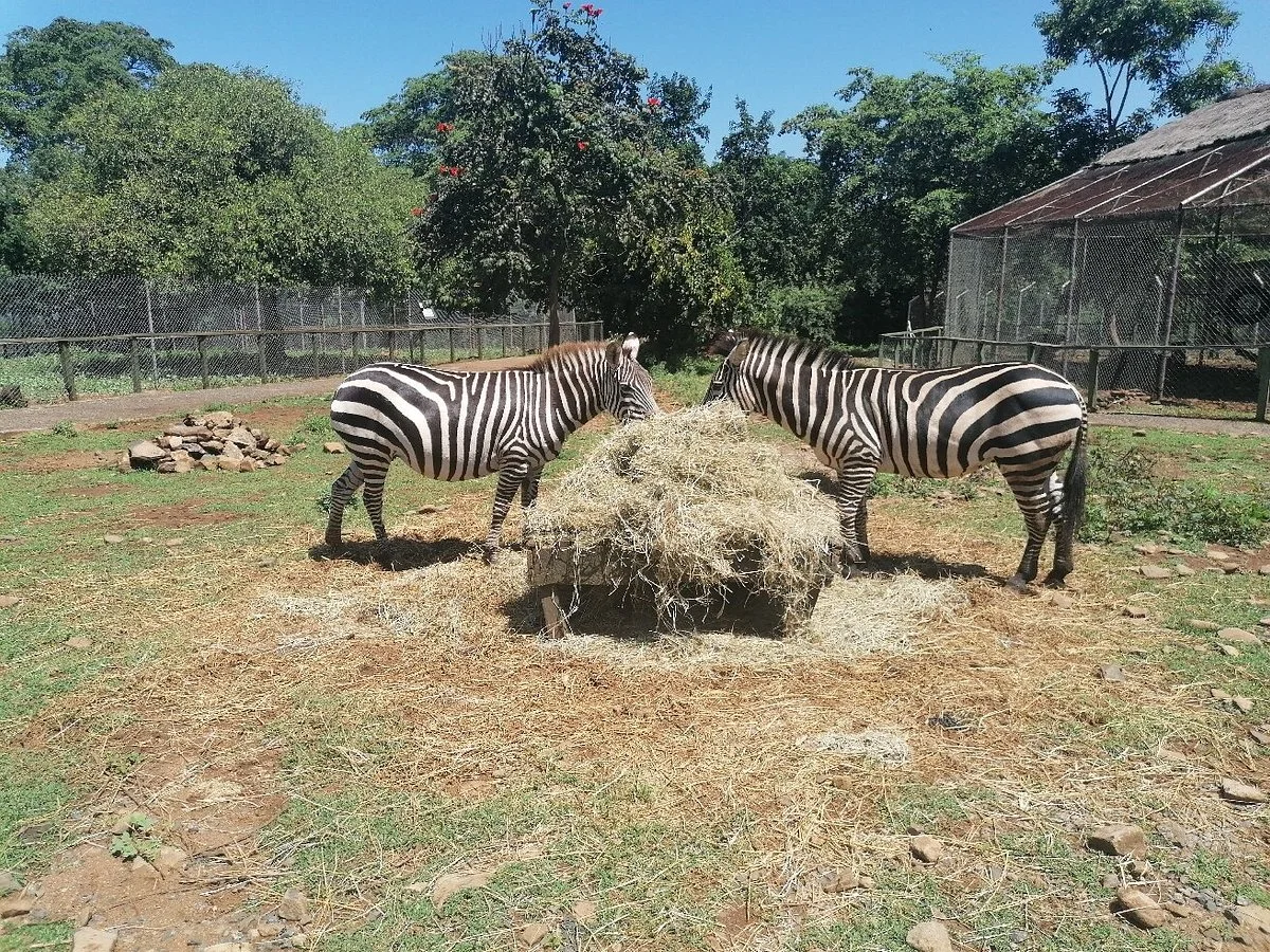 Kisumu Impala Sanctuary