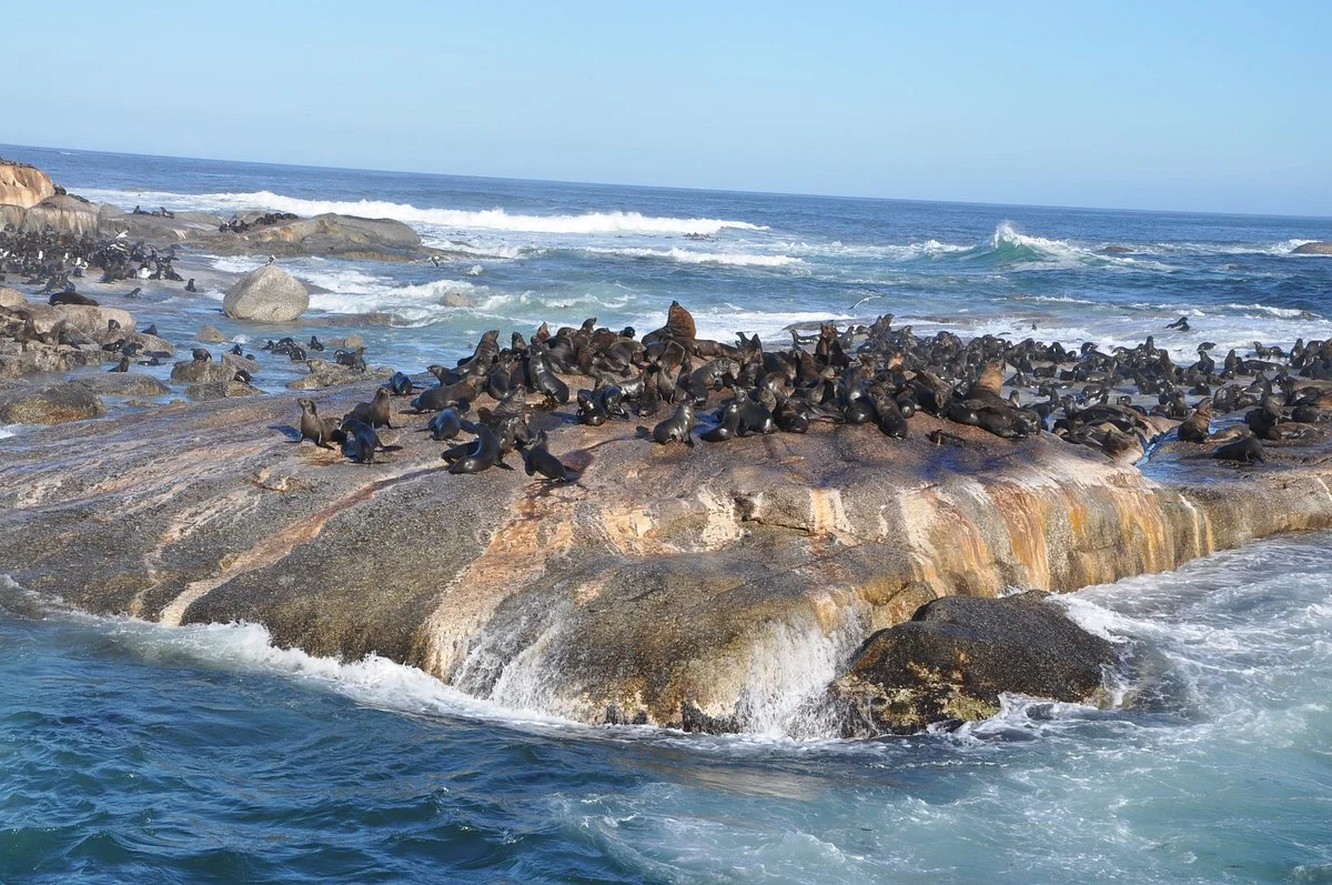 Duiker Island