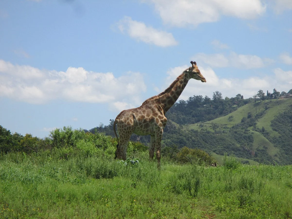 Phezulu Safari Park