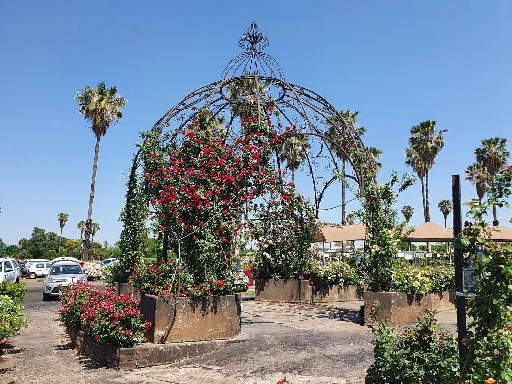 Ludwig's Rose Farm