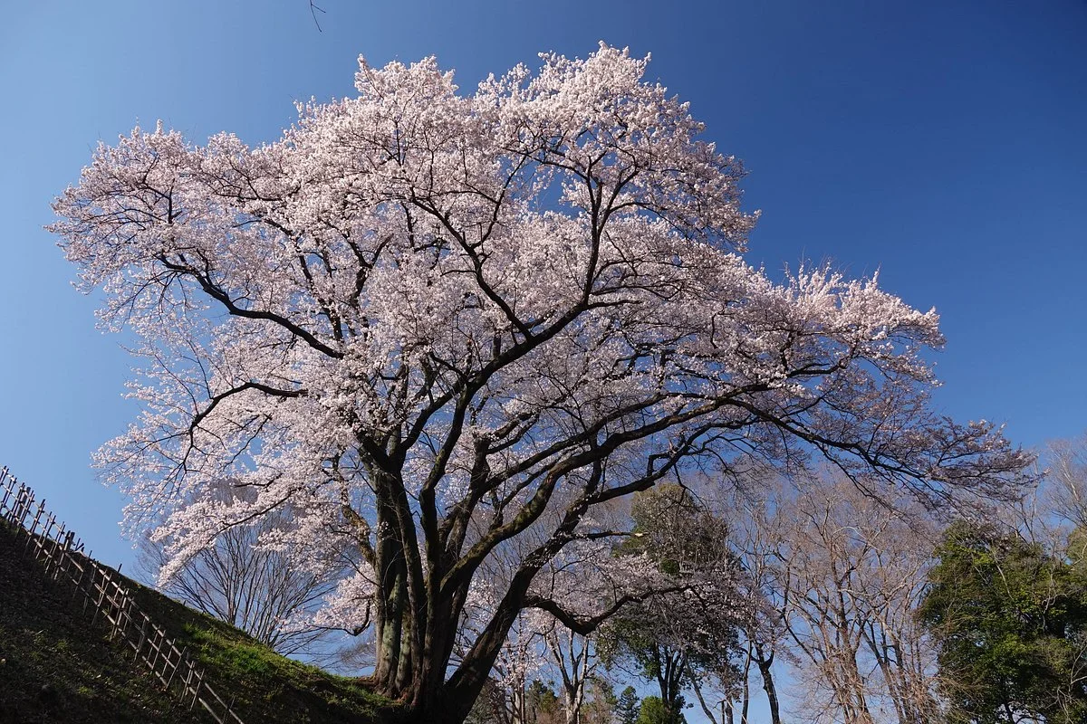Hachigata Castle Park