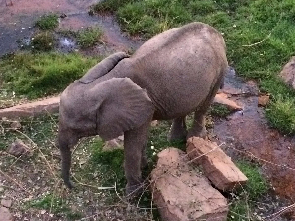 Zoo National du Mali