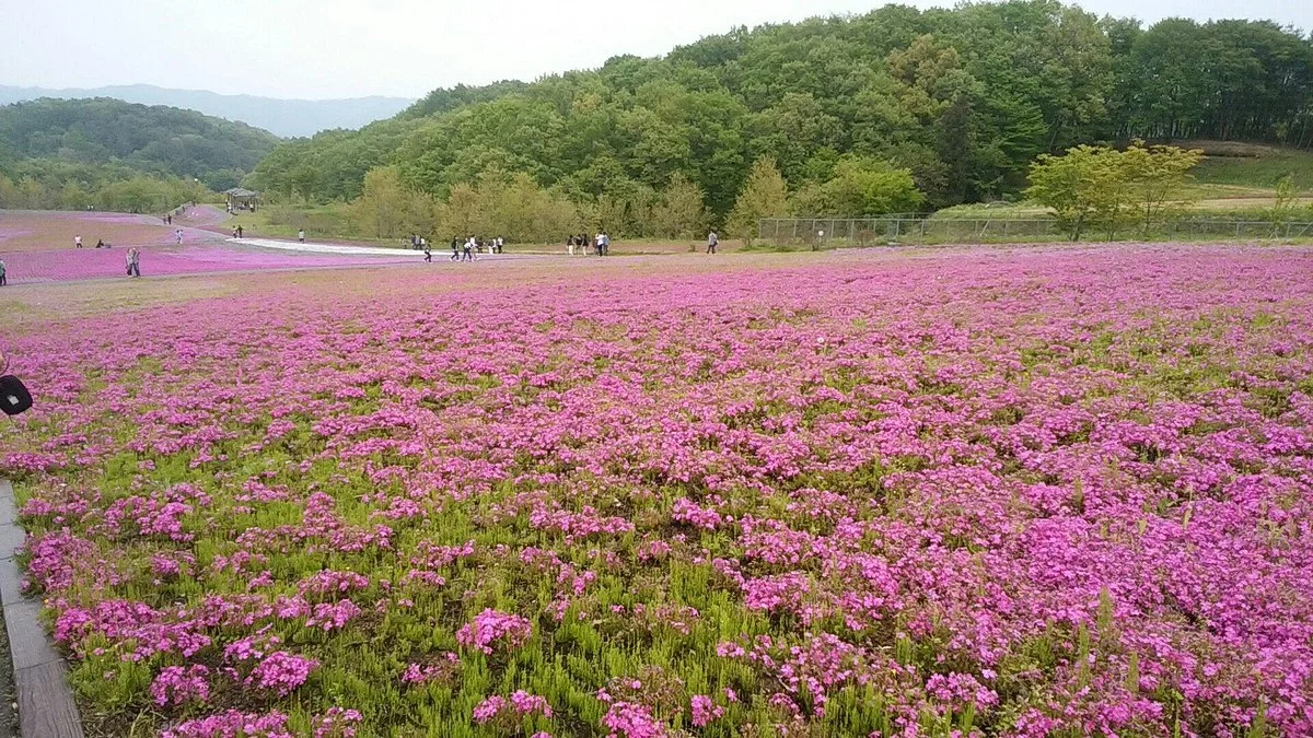 Ichikaimachi Shibazakura Park
