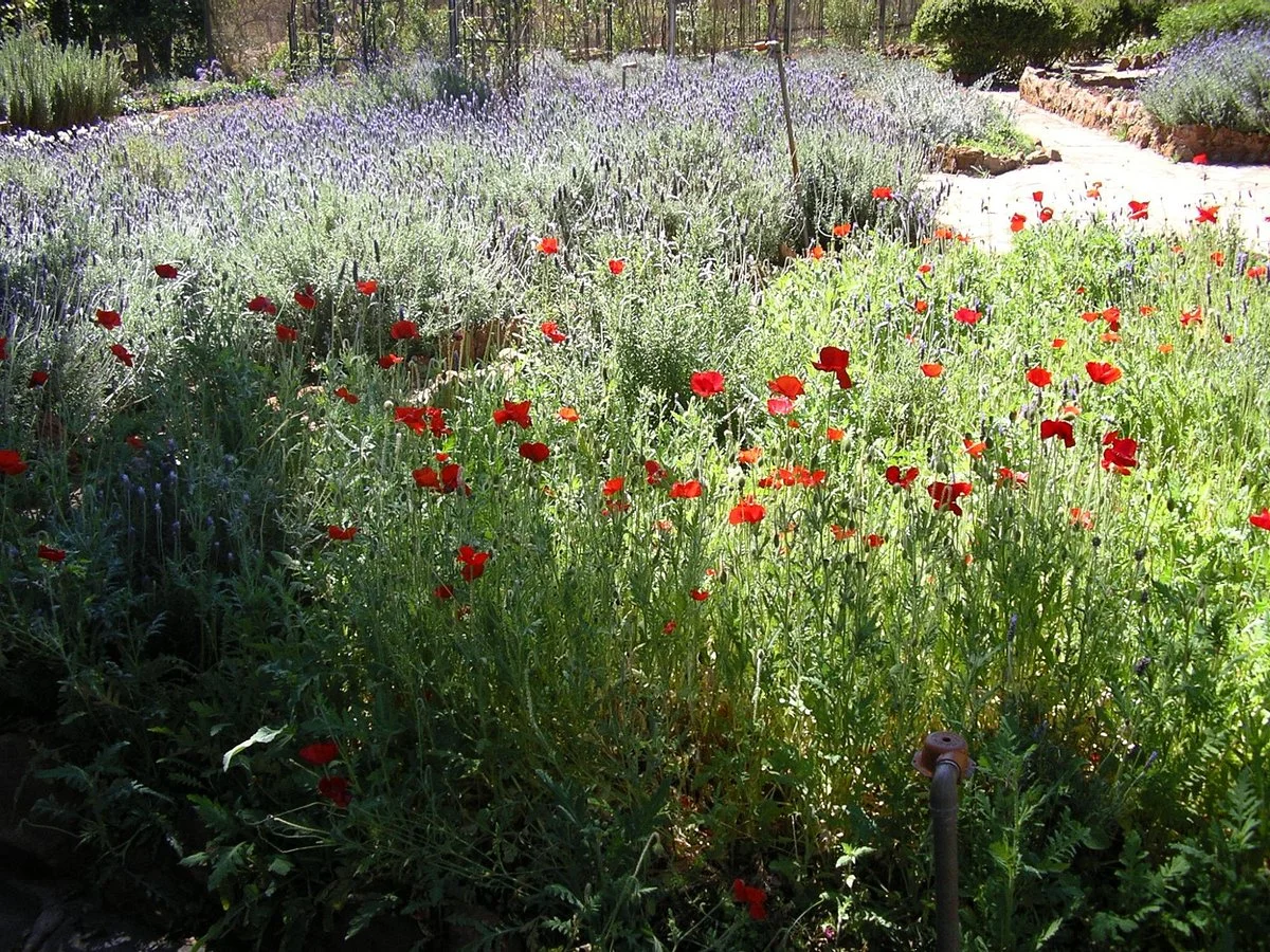 Margaret Roberts Herbal Centre