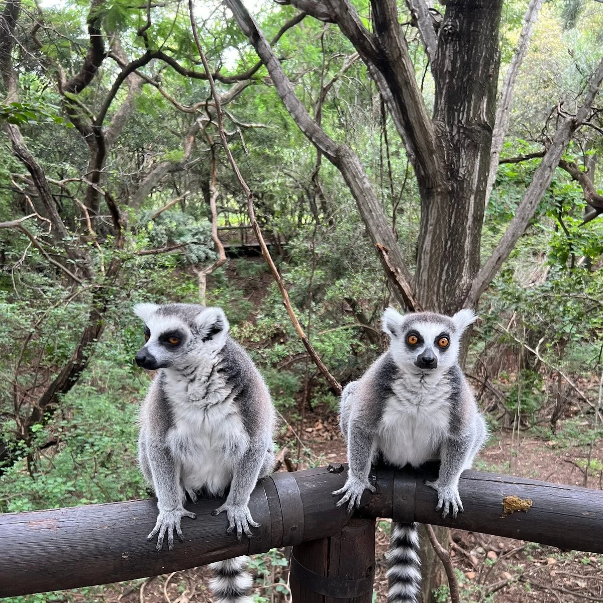 Bush Babies Monkey Sanctuary