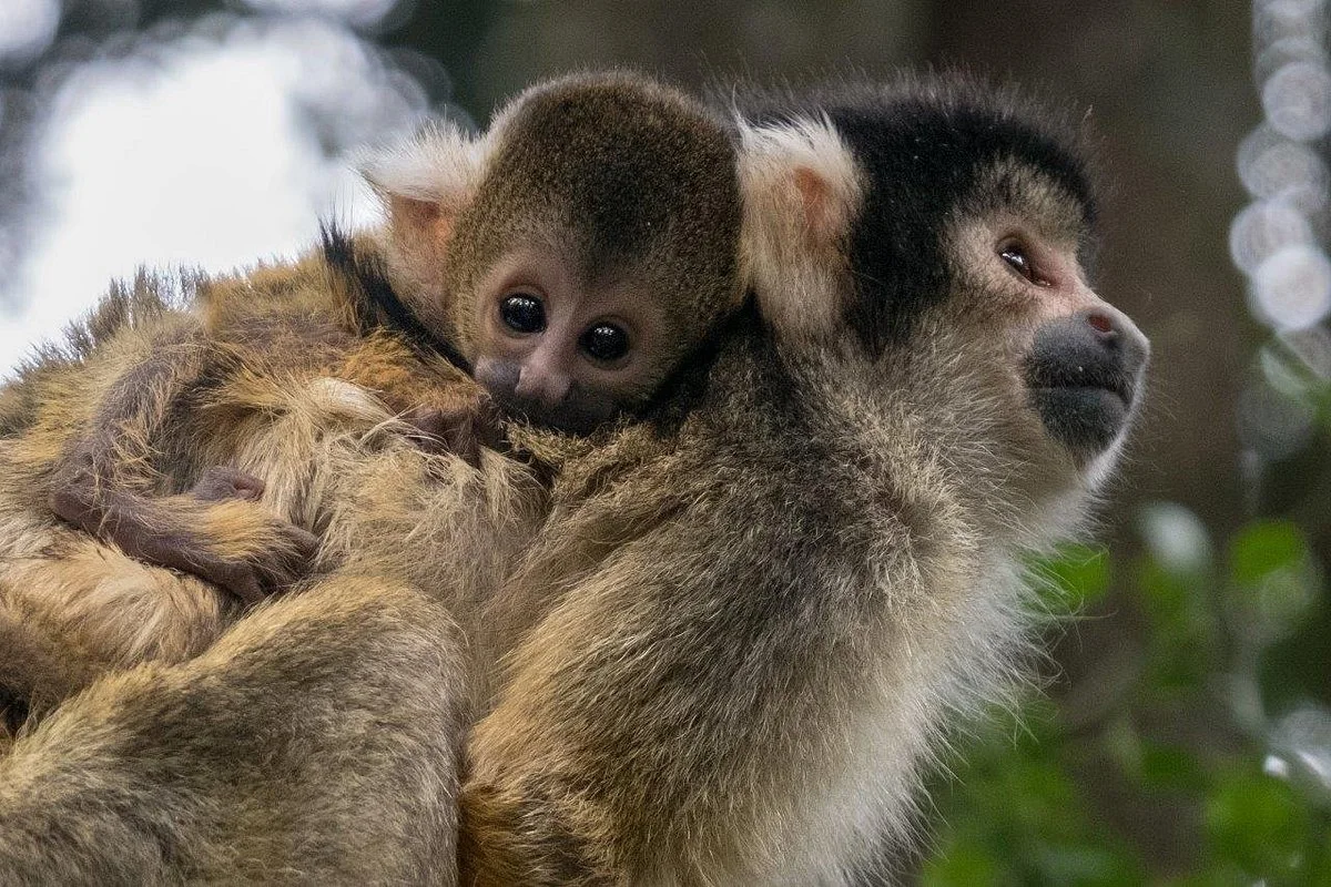 Monkeyland Primate Sanctuary