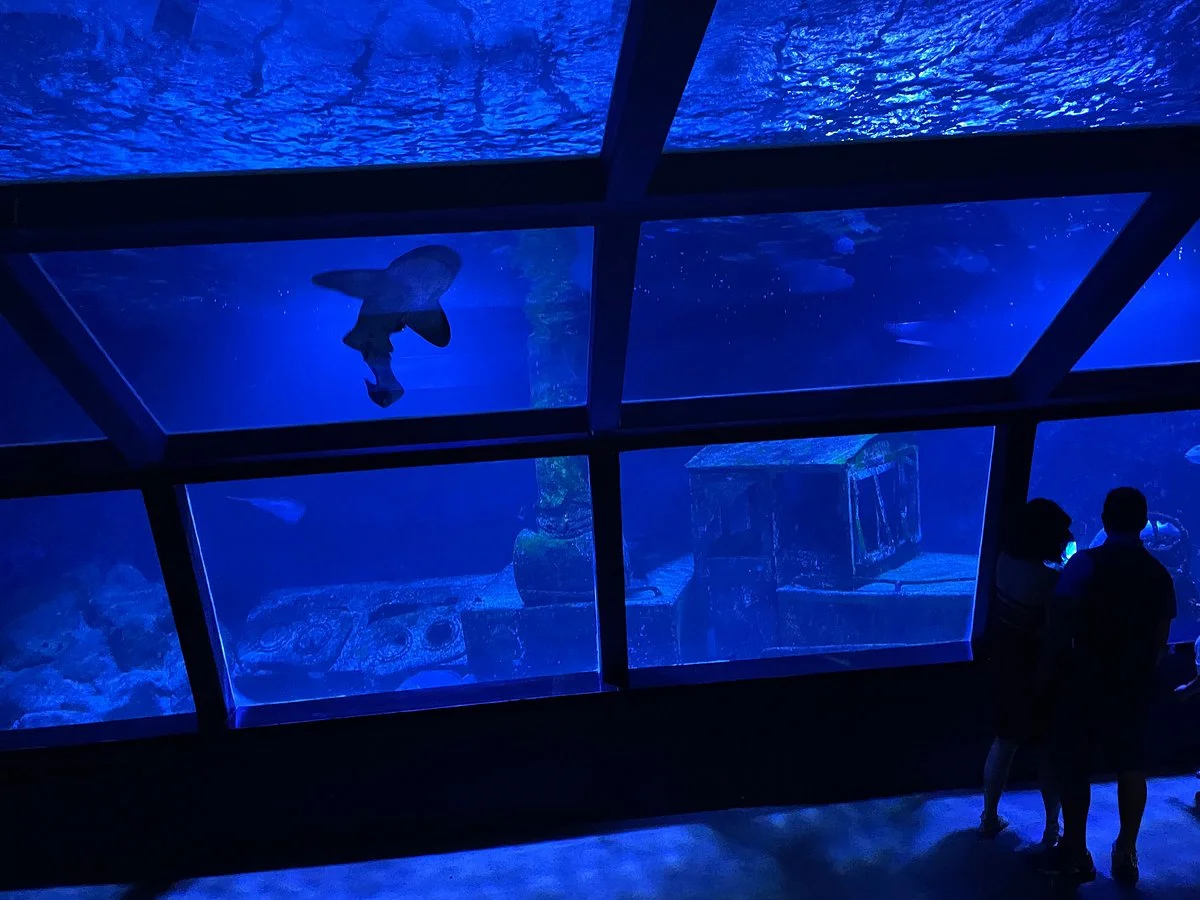 Aquarium de la Reunion