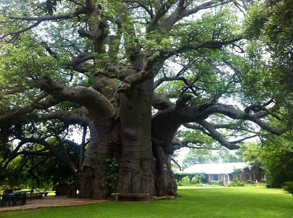 Sunland Baobab