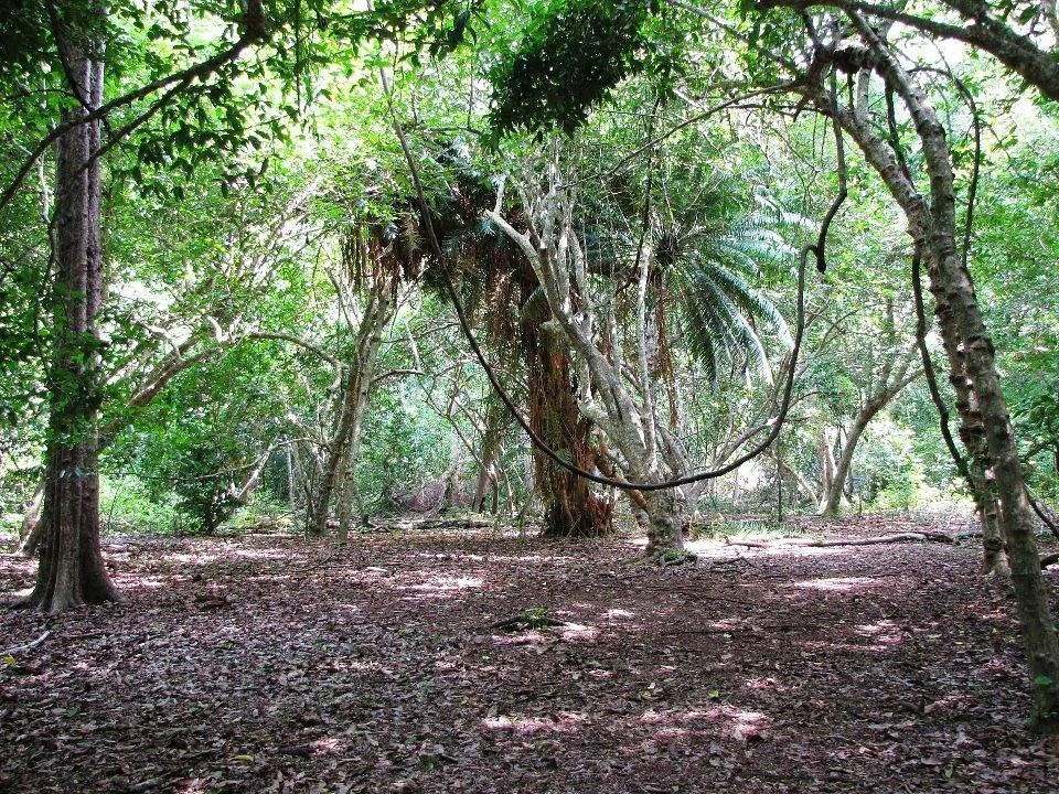 Kaya Kinondo Sacred Forest