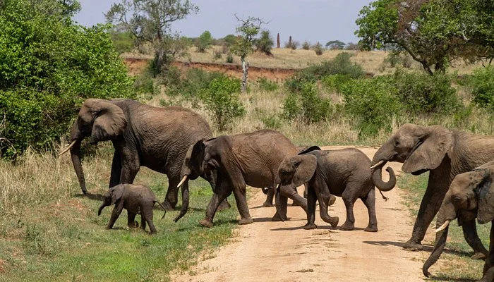 Safari And Trekking Africa