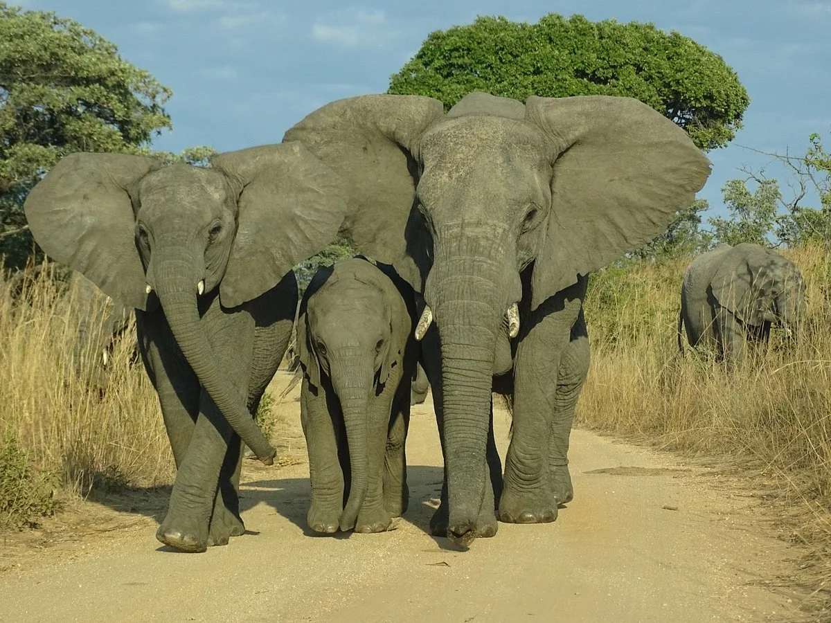 South African National Parks