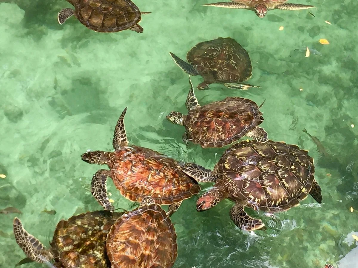 Nungwi Natural Aquarium