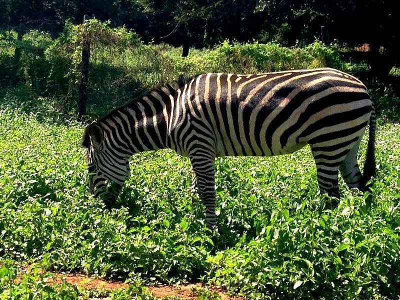 Munda Wanga Environmental Park