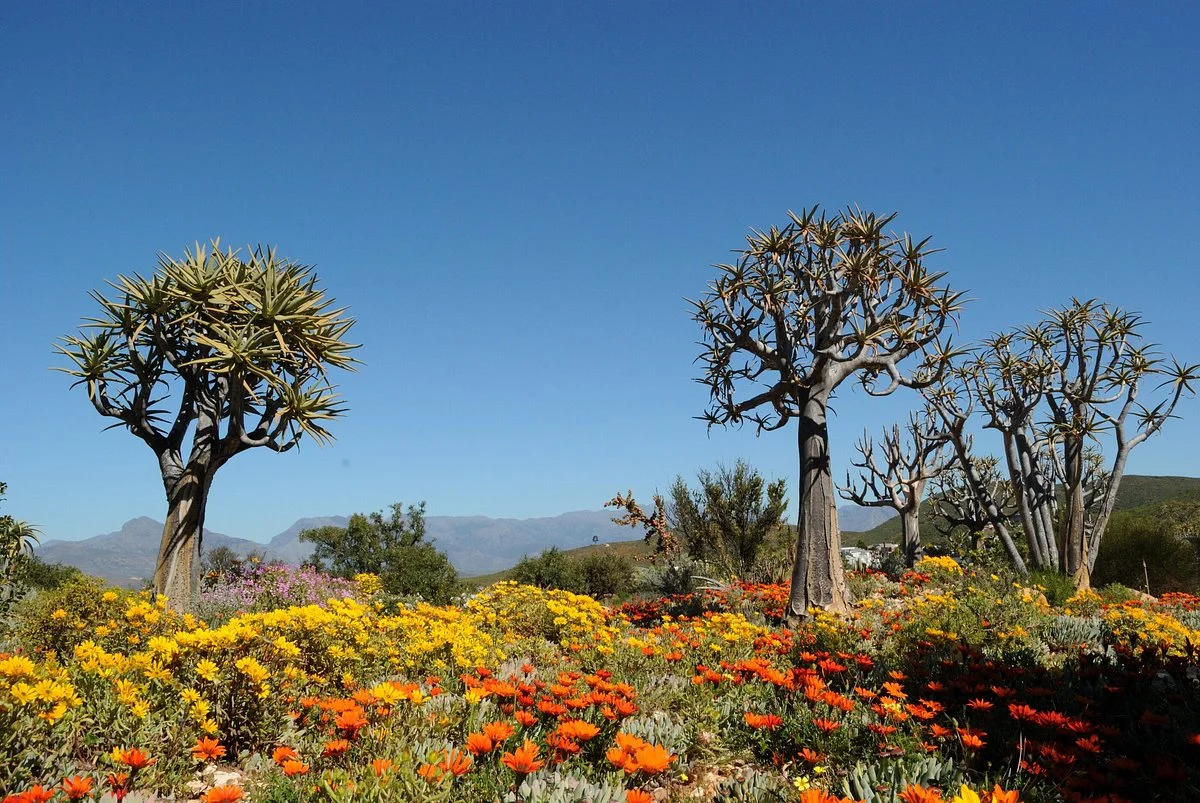 Karoo Desert National Botanical Garden