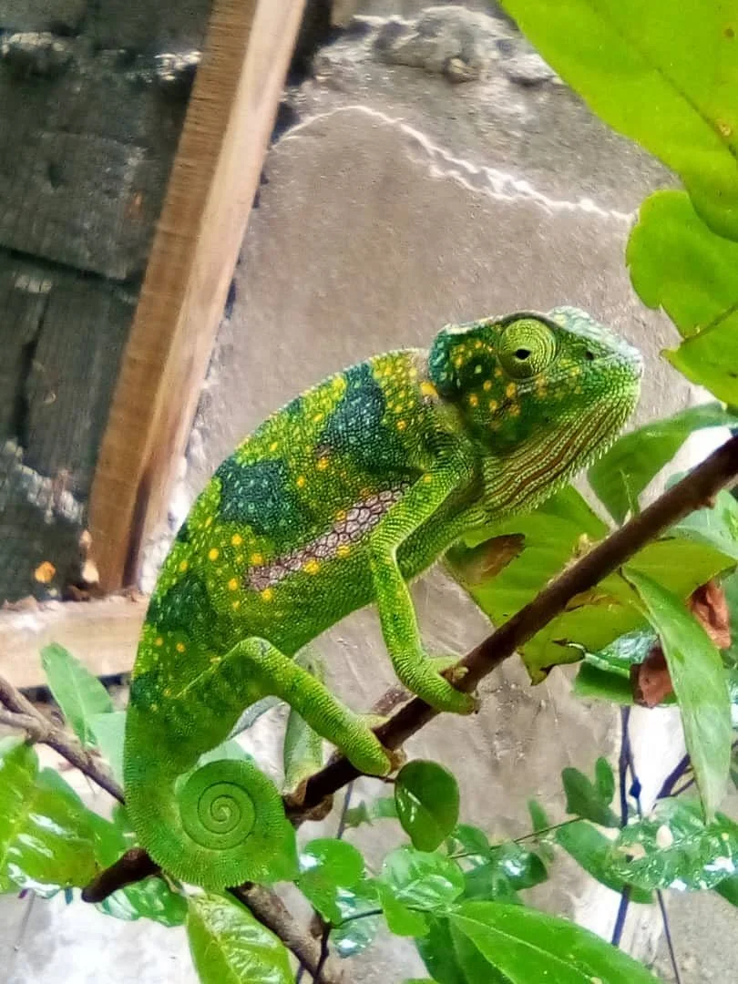 Zanzibar Kilosas Conservation