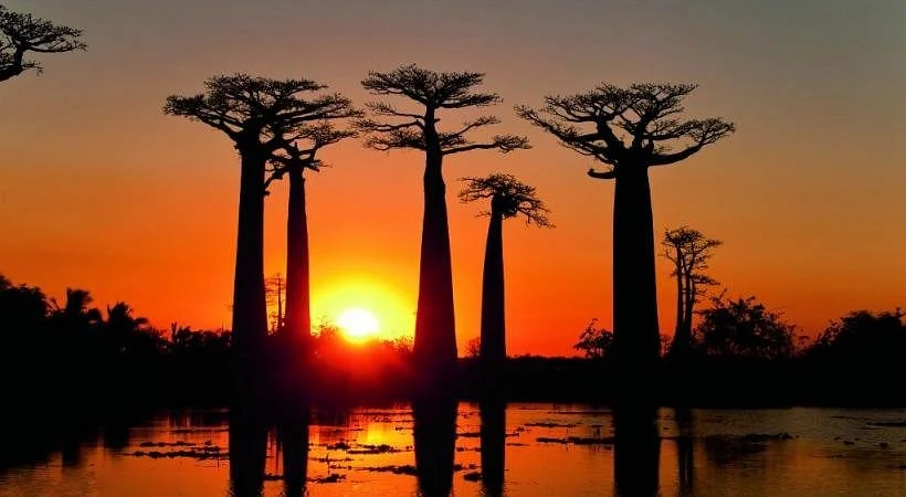 Avenue of the Baobabs