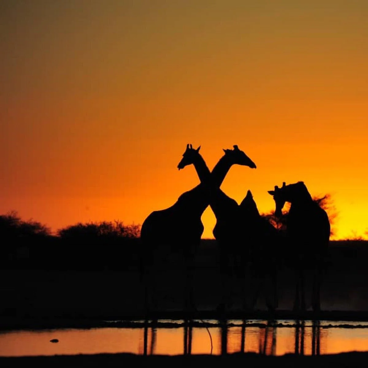 Moremi Game Reserve