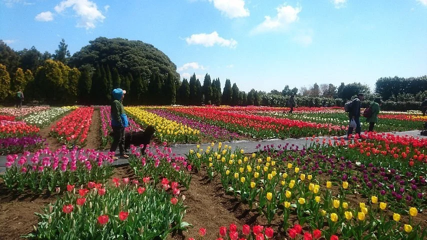 Tadano Togawa park