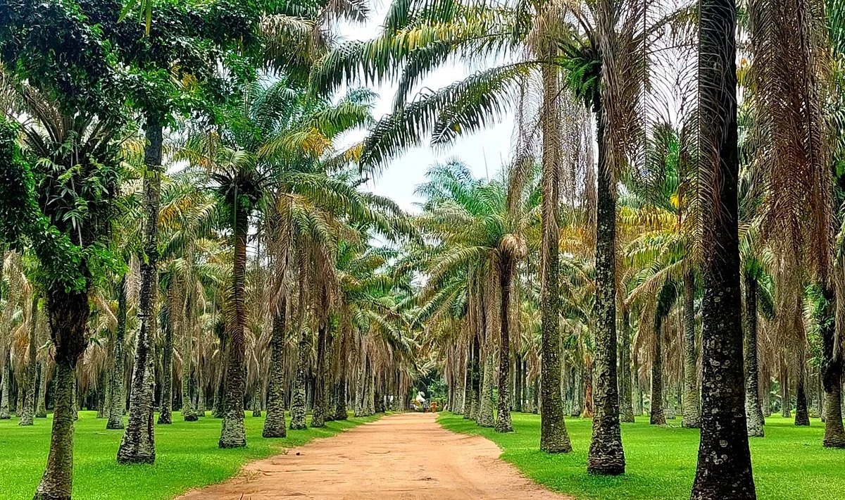 Jardin botanique de Bingerville