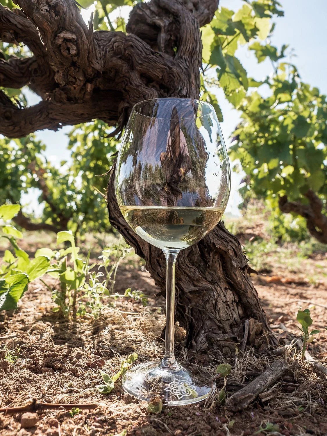 Ormonde Vineyard