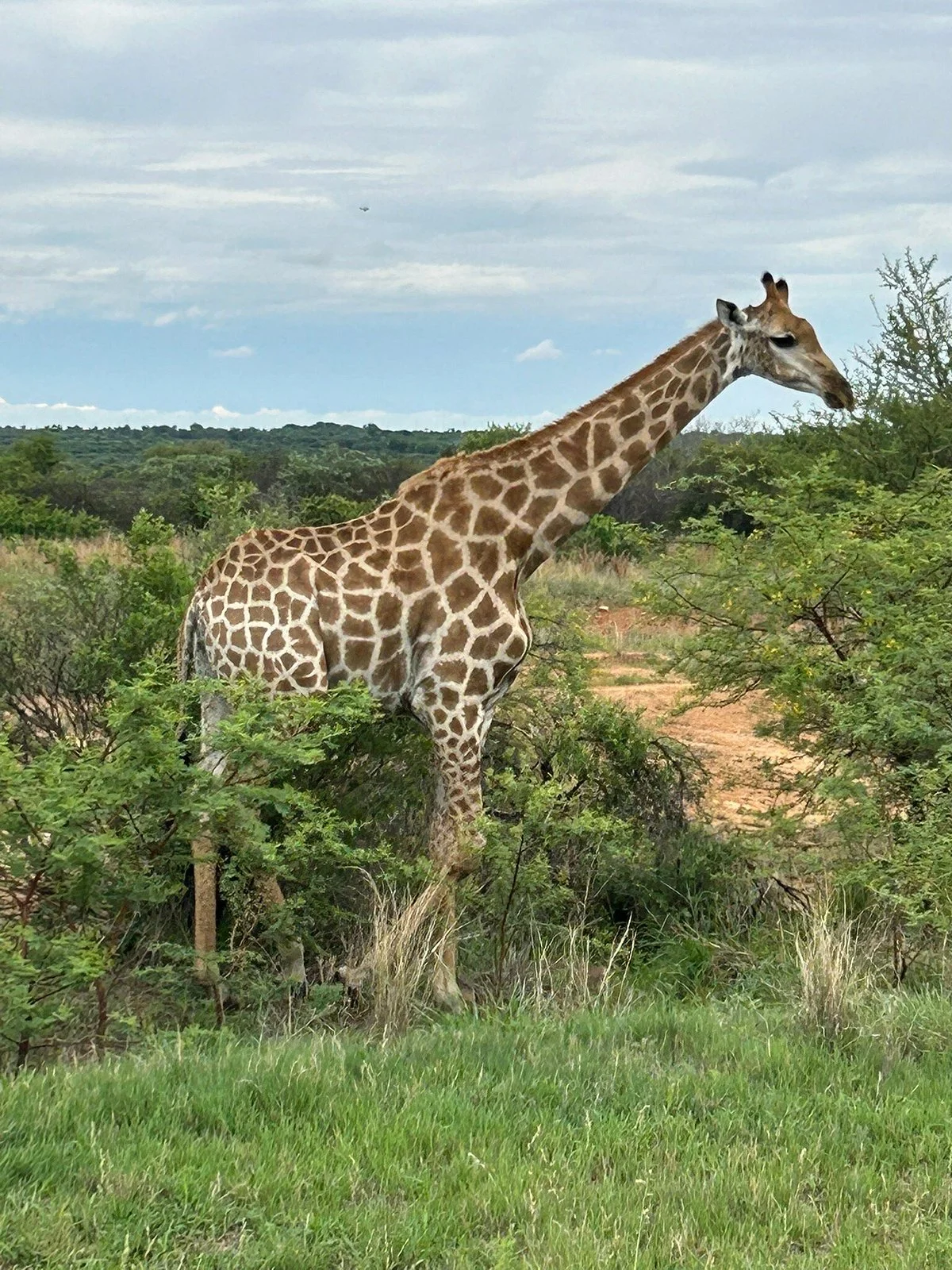 Dinokeng Game Reserve
