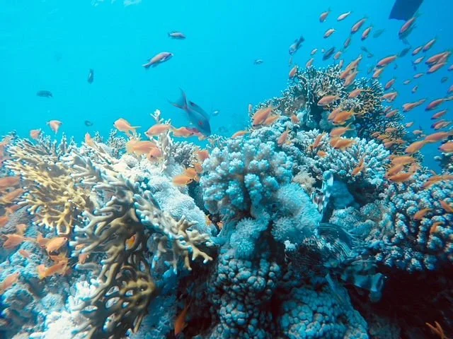 Marsa Shoona Bay