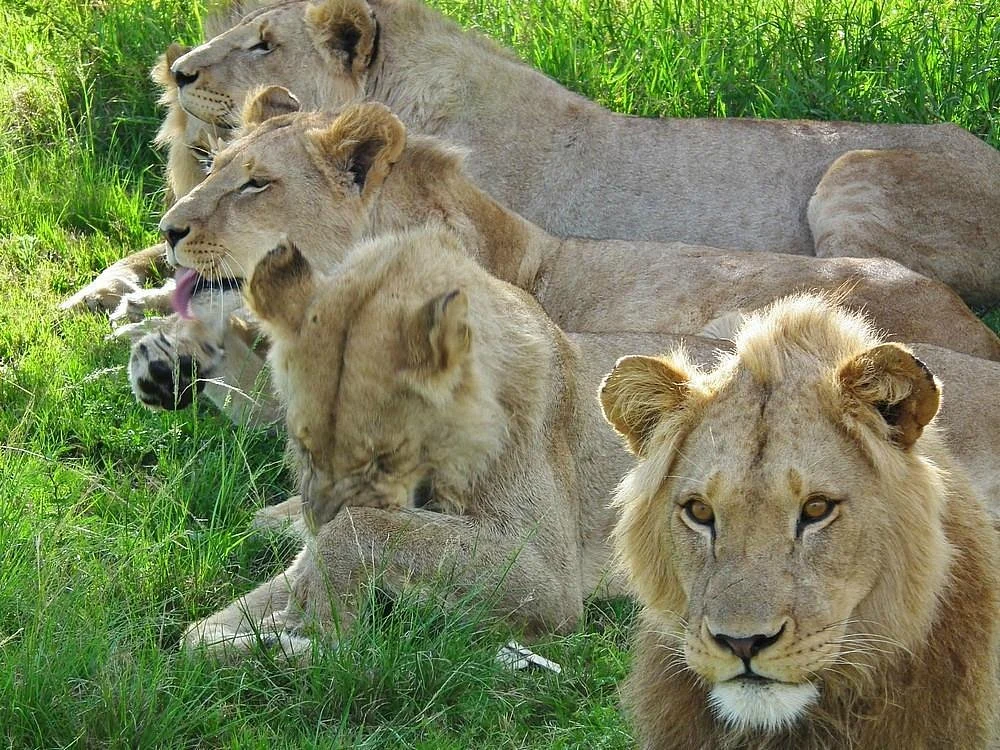 Kwantu Private Game Reserve - Day Visits