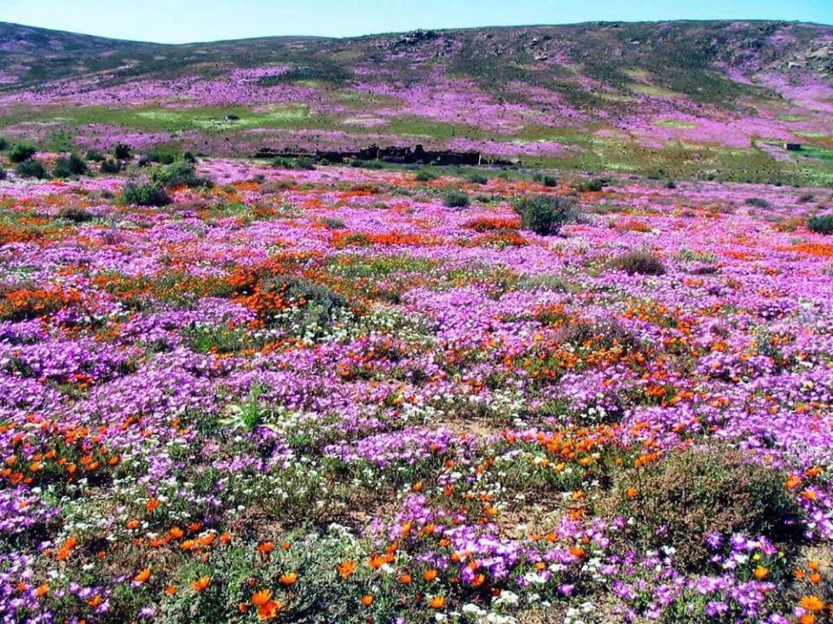 Namaqualand