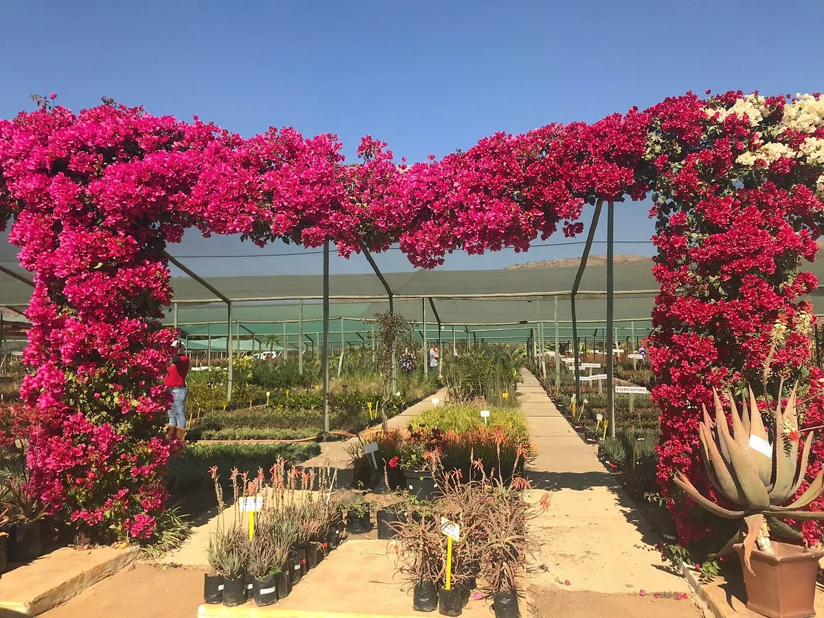 The Aloe Farm