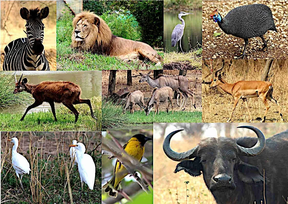Parays Game Farm Wildlife Sanctuary