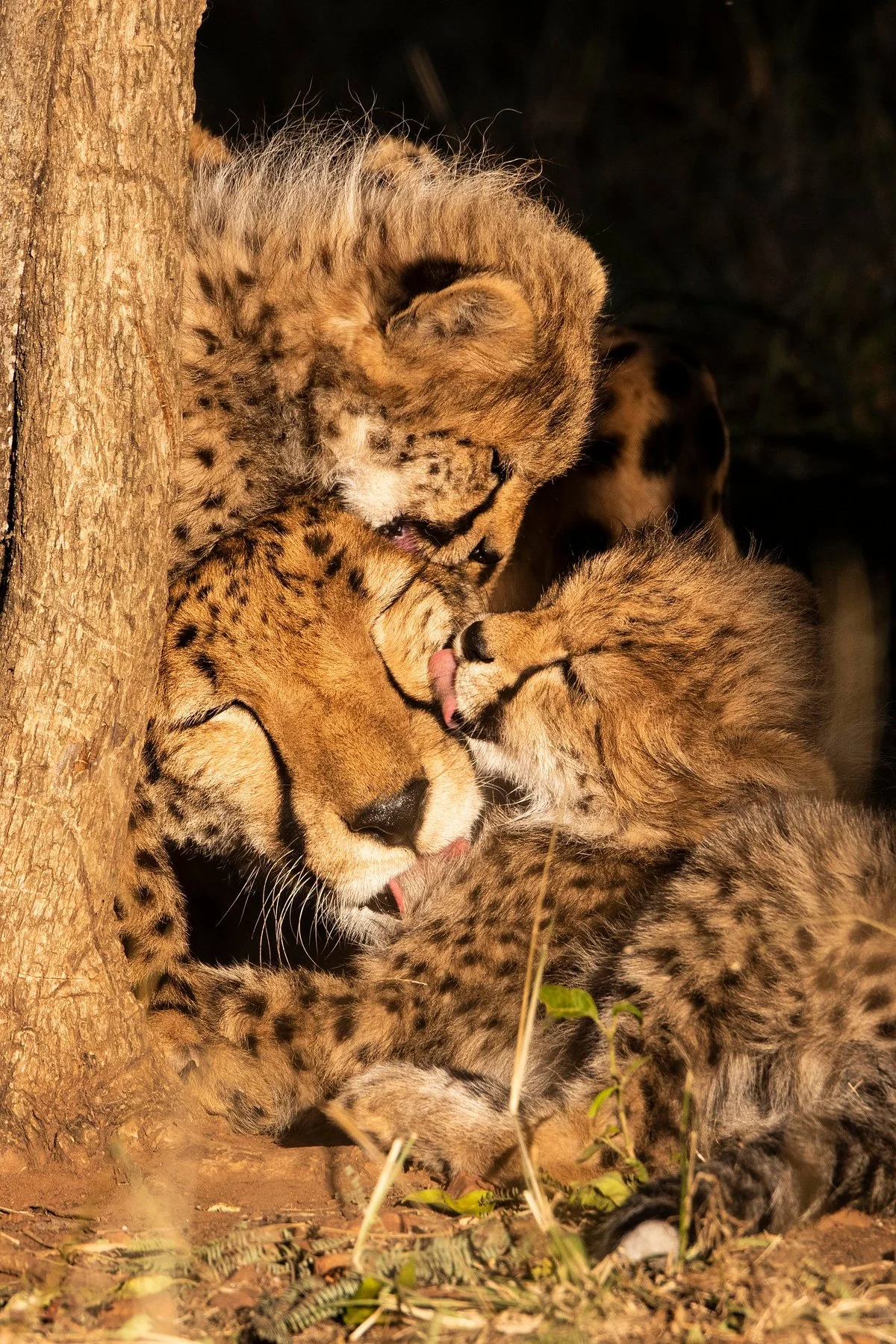 Ann van Dyk Cheetah Centre