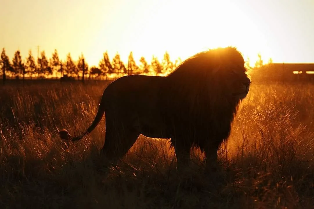 Zanchieta Wildlife Rescue Centre & Lodge