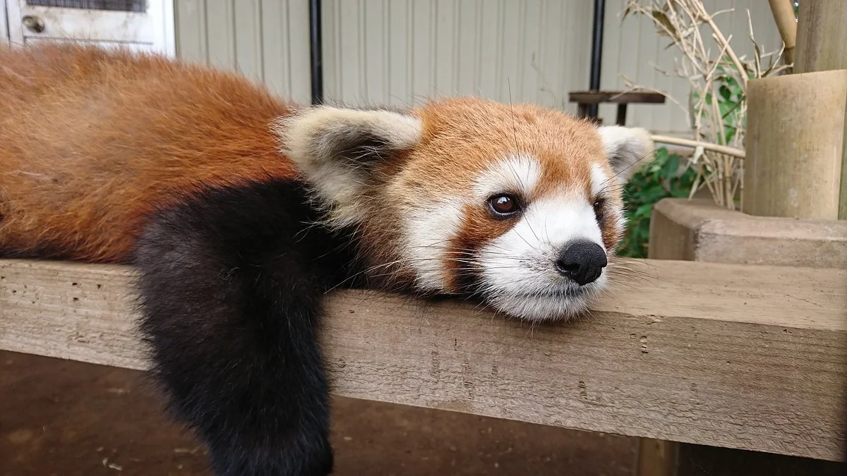 Ichikawa City Zoo