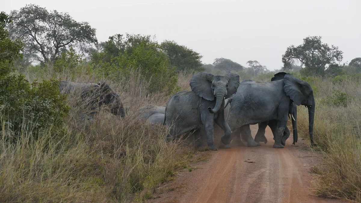 Pendjari National Park