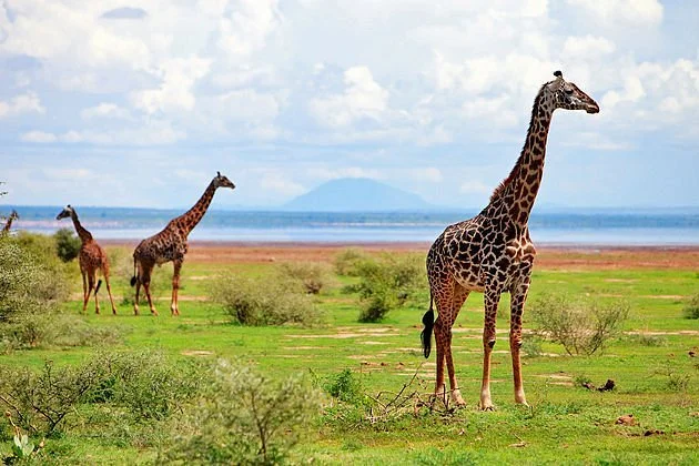 Lake Manyara
