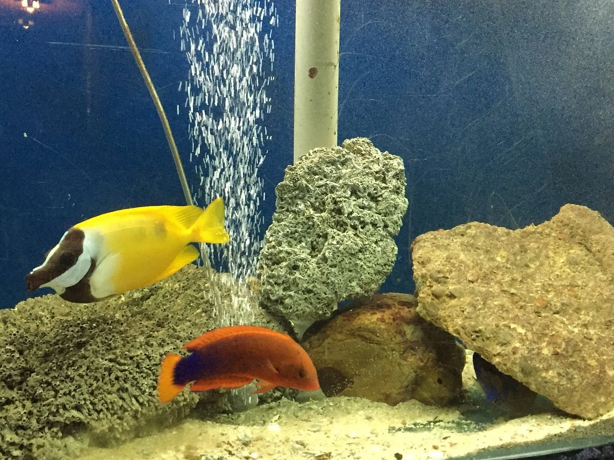 The Shark Lab