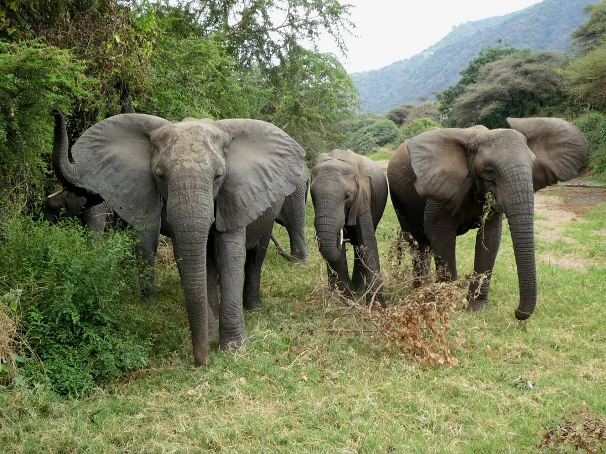 Parc National du Lac Manyara