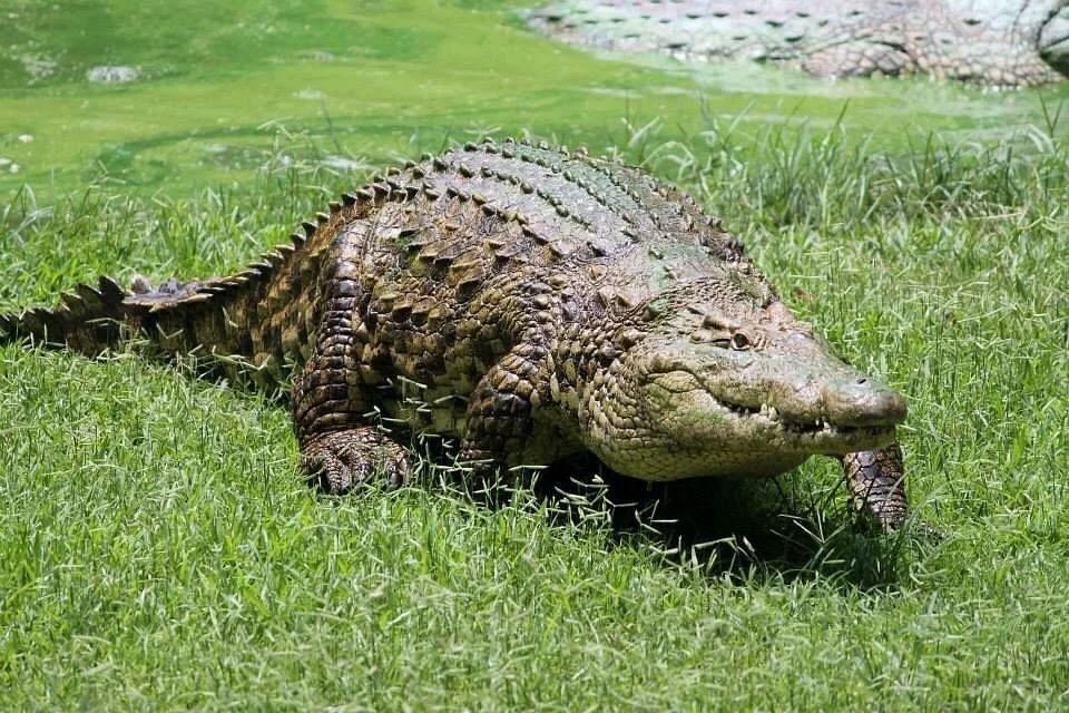 Crocodile Centre St Lucia