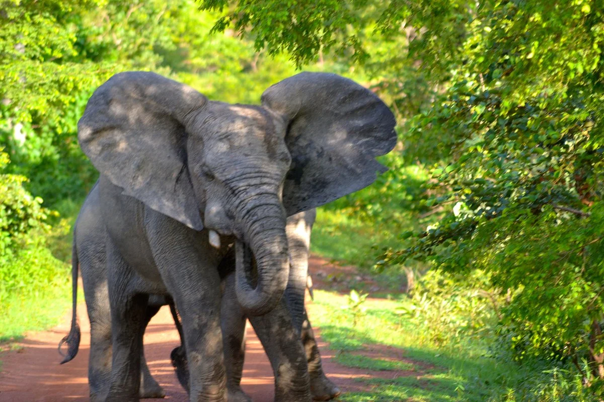 Mole National Park