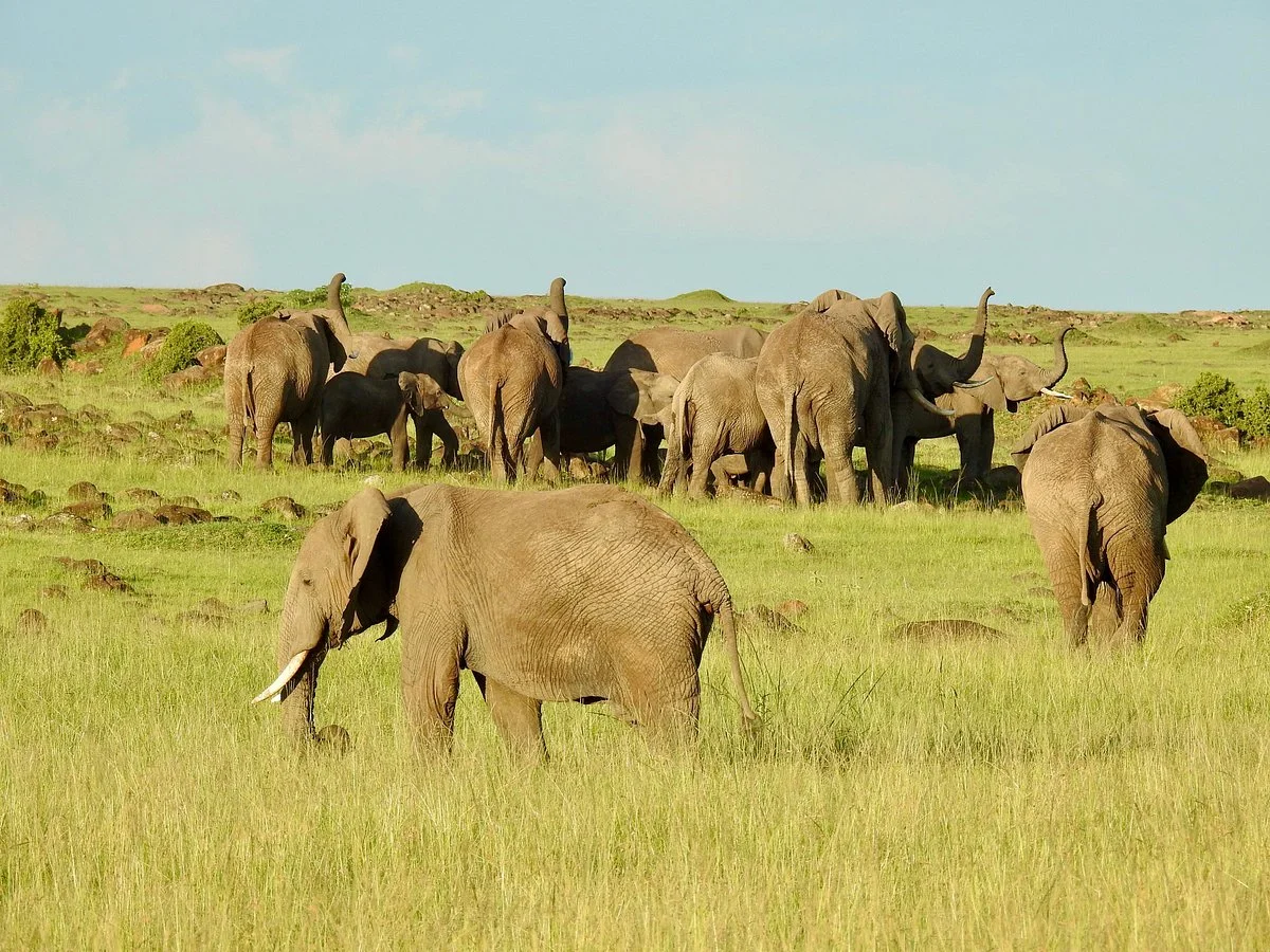 Musiara Swamp