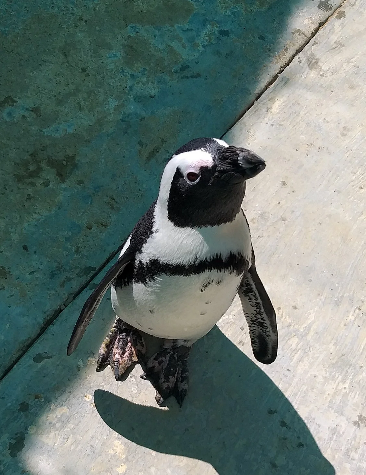 Seabird and Penguin Rehabilitation Centre