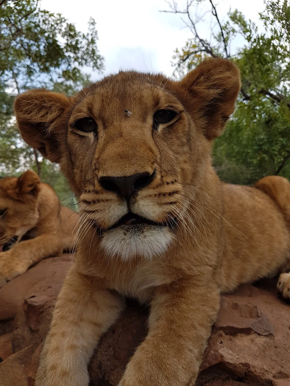 MBIDI Resort & Animal Sanctuary