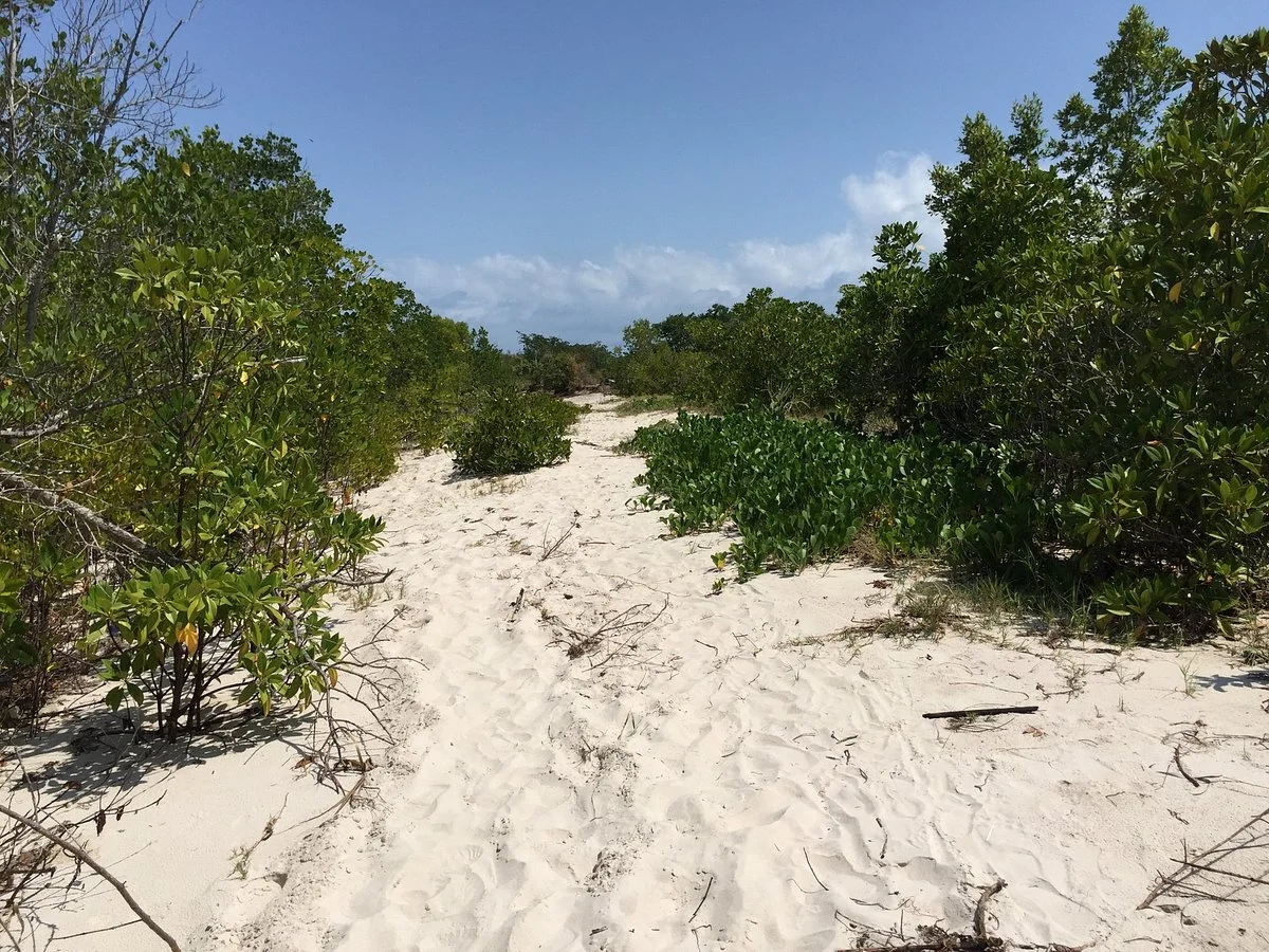 Gazi Mangrove Boardwalk