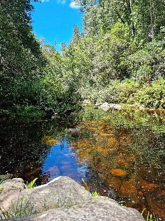 Circles in the Forest